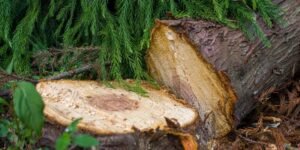 Moottorivinssi etsinnässä Polttomoottori vai akku